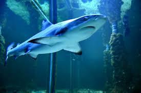 Acquario di Crikvenica