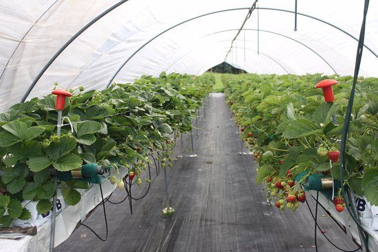 Azienda Agricola Domini Albert