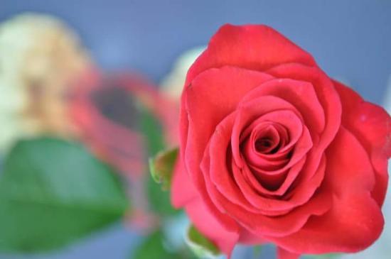 Capriccio Del Cardinale