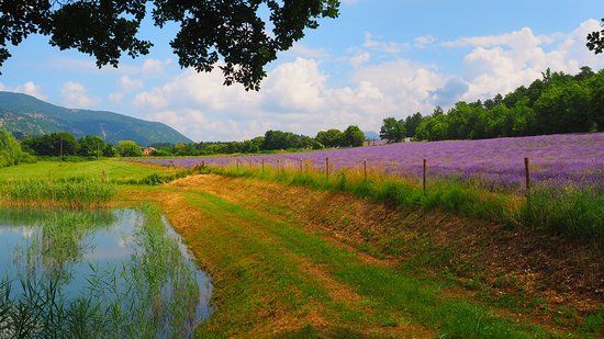 Distillerie du Vallon des Lavandes