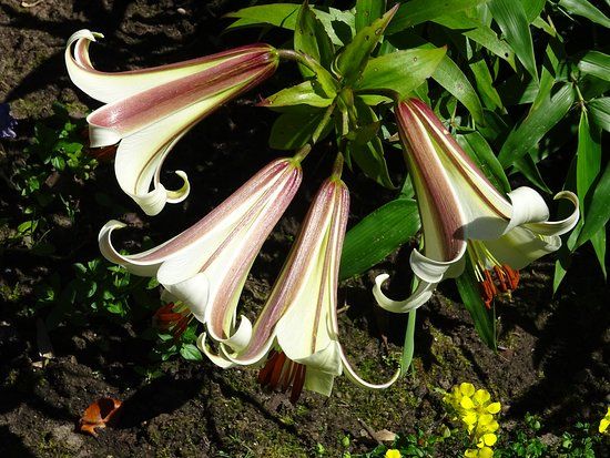 Botanische Tuin Kerkrade