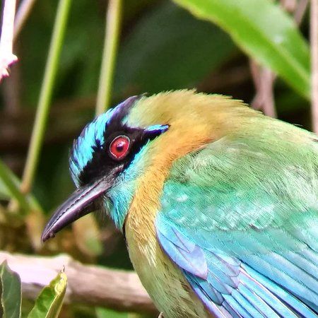 Riserva di Curi-Cancha