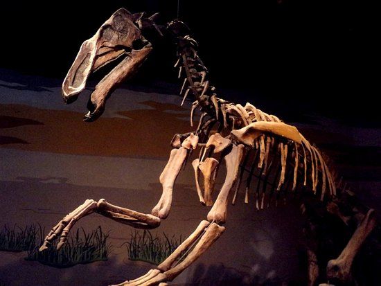 Museo di Scienze Naturali Lorenzo Scaglia