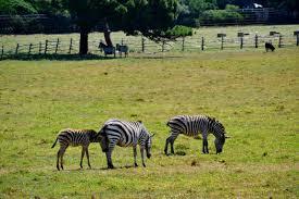 Safari Park, Brijuni