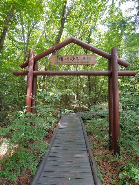 Foresta Naturale di Seogwipo