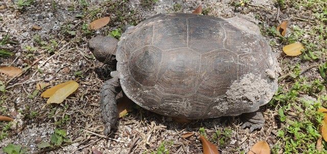 Spiaggia di Vanderbilt