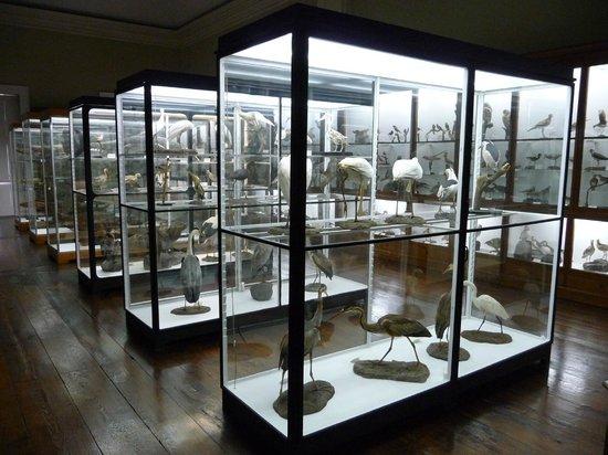 Museo di Storia Naturale