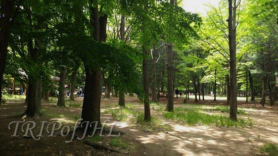 Parco cittadino di Yangjae