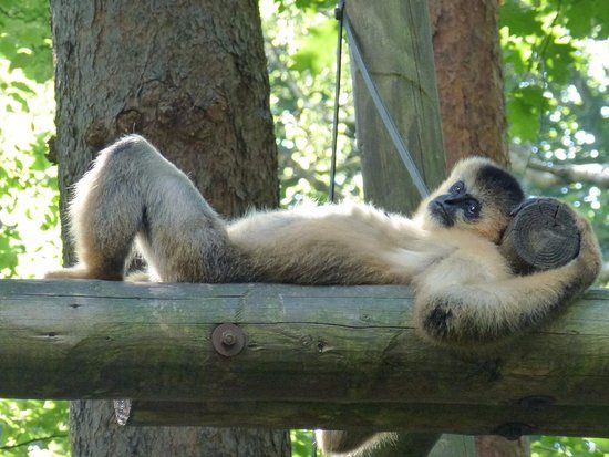 Parco delle Scimmie Apenheul