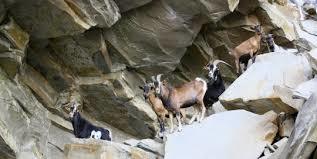 Slope of Goats