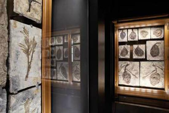 Museo di Geologia e Paleontologia