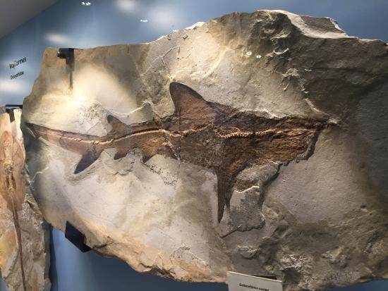 Museo dei Fossili di Bolca