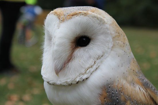 I Falconieri del Feudo