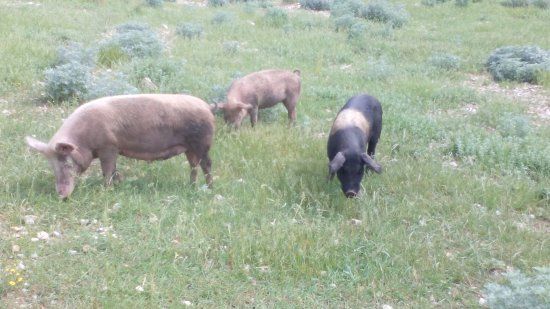 Maiale brado di Norcia