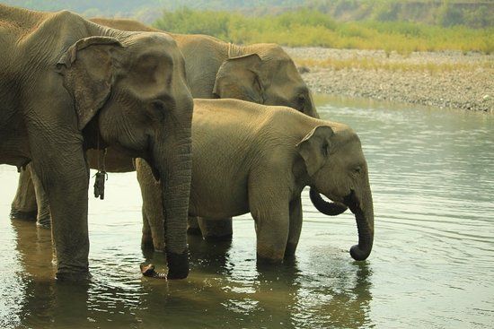 Ngapali Elephants Sanctuary