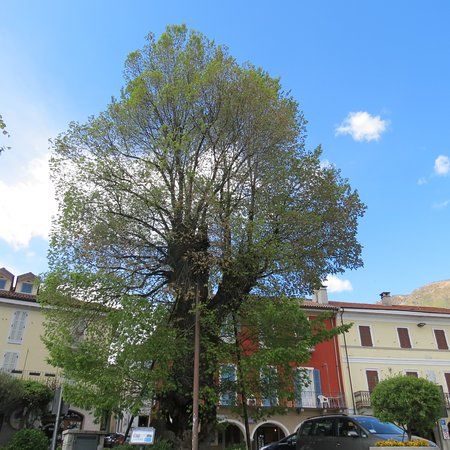 Olmo Secolare di Mergozzo
