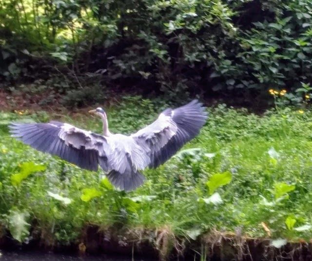 Parco Amsterdamse Bos