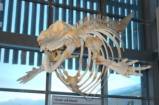 Museo di storia natuale di Kópavogur