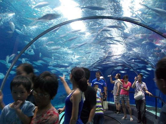 Acquario Oceanico di Shanghai