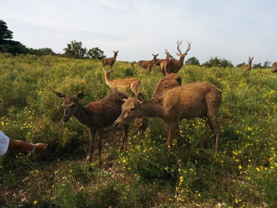 Parco Faunistico Al Bosco