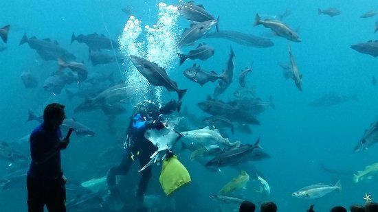 Acquario di Alesund