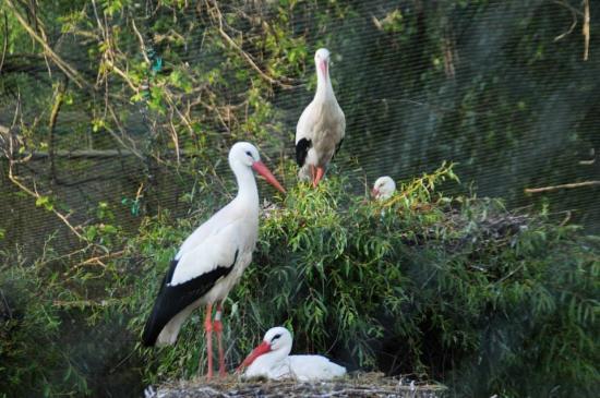 Parco Divertimenti Cigoland