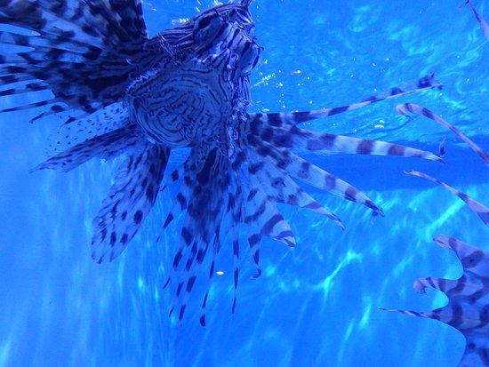 Acquario delle Cascate del Niagara