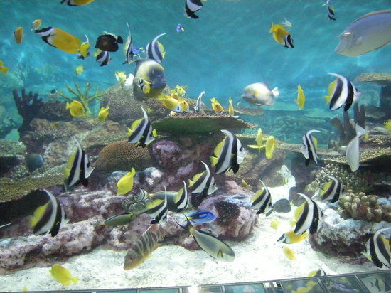 Acquario COEX