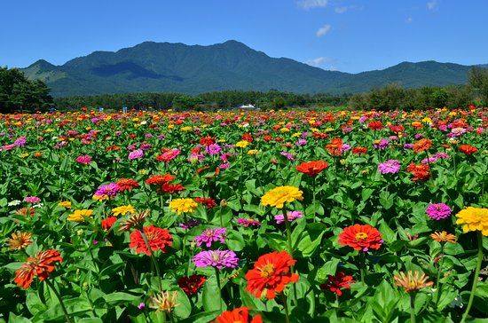 Parco Yamanakako Hananomiyako