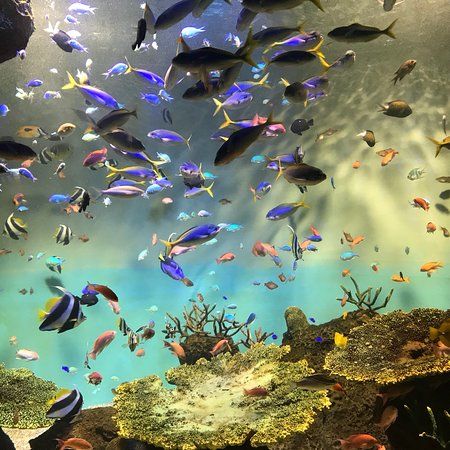 Acquario Pubblico di Miyajima