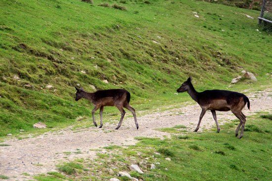 Alpen Wildpark Feld am See