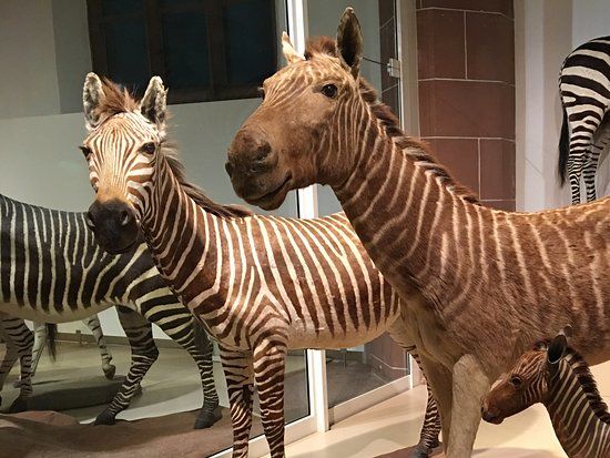 Museo di storia naturale