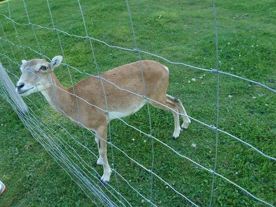 Parco Faunistico Gustav Mahler