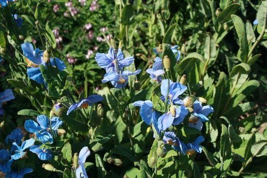 Giardino botanico di Akureyri