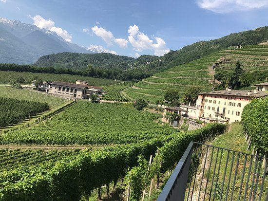 Casa vinicola Tenuta La Gatta