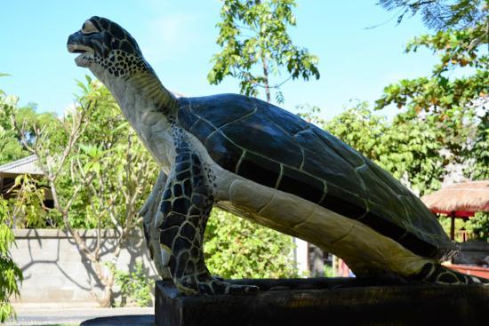 Turtle Conservation And Education Center