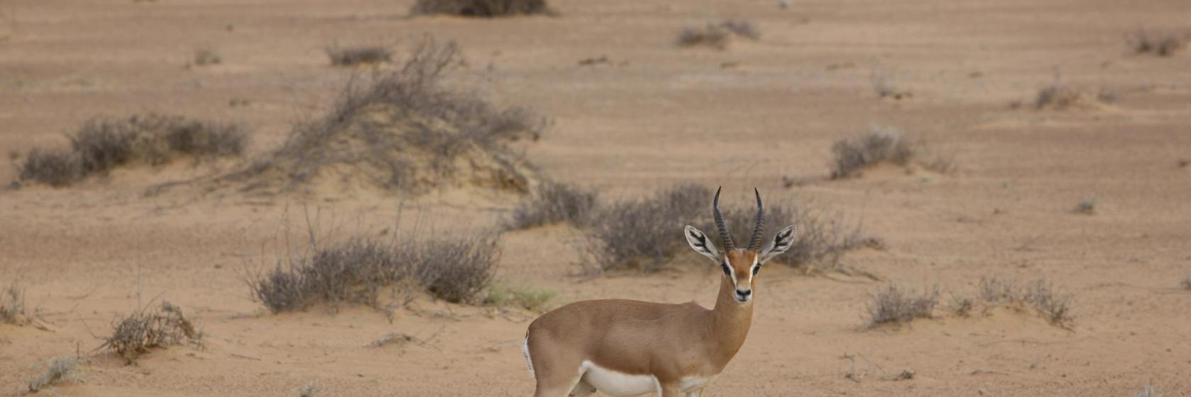Al Maha Wildlife Reserve