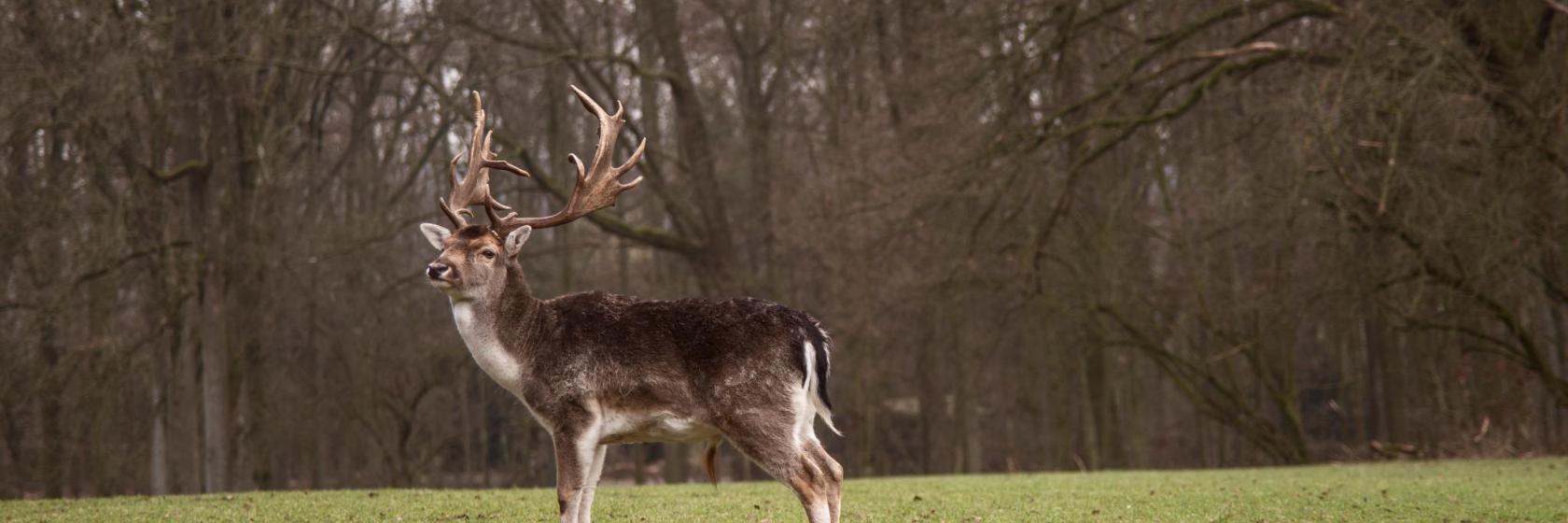 Parco Faunistico della Foresta di Grafenberger