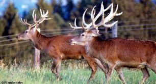 Parco Faunistico Alpino Alpenwildpark Pfänder