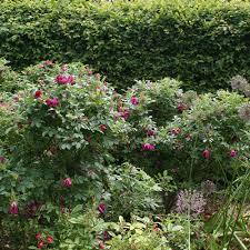 Roseto della Val-de-Marne