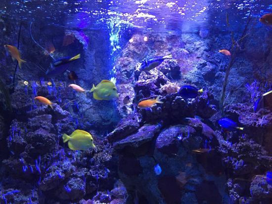 Acquario Sea Life Scheveningen