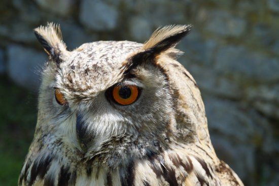 Centro di Falconeria Messaggeri Alati