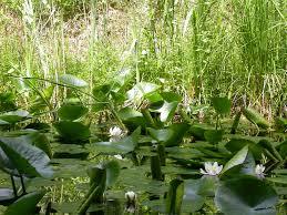 Giardino Botanico di Valbonella
