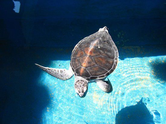 Centro Mexicano de la Tortuga