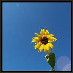 Ristorante Giapponese Intersushi